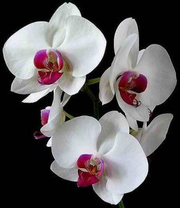 orchids